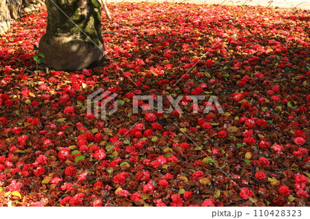 ツバキ5701 ツバキ5701 110428323