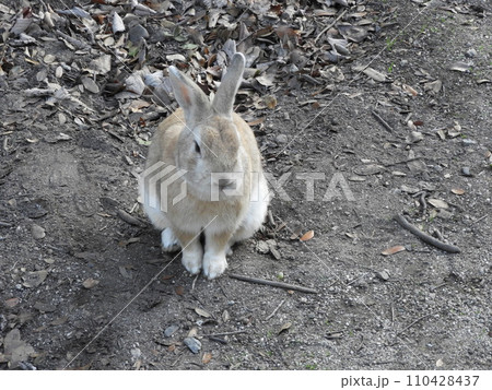 うさぎの様子 大久野島 1月 うさぎの様子 大久野島 1月 110428437