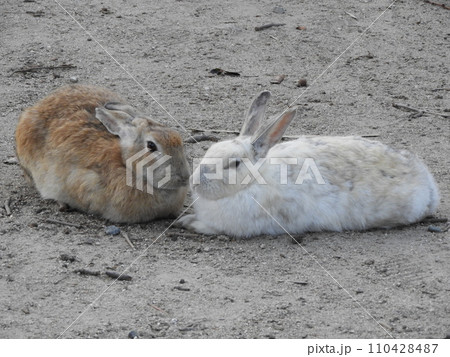 うさぎの様子　　大久野島　1月 110428487