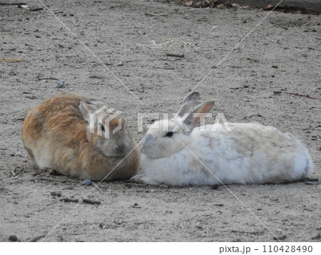 うさぎの様子　　大久野島　1月 110428490