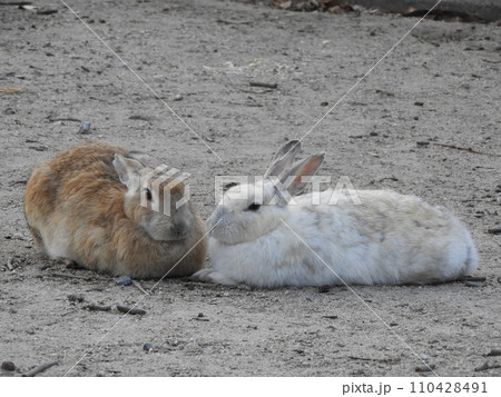 うさぎの様子 大久野島 1月 うさぎの様子 大久野島 1月 110428491