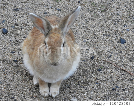 うさぎの様子　　大久野島　1月 110428502