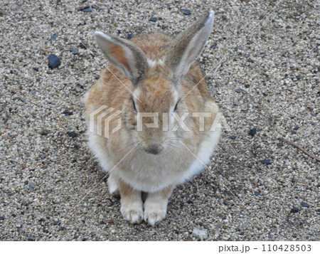うさぎの様子　　大久野島　1月 110428503