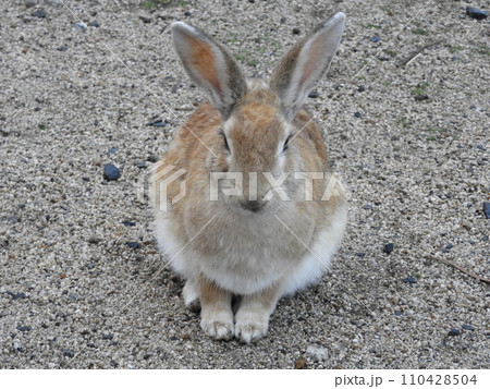 うさぎの様子　　大久野島　1月 110428504