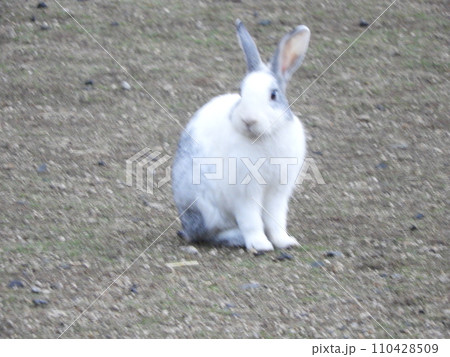 うさぎの様子　　大久野島　1月 110428509