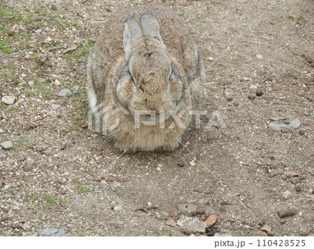 うさぎの様子　　大久野島　1月 110428525