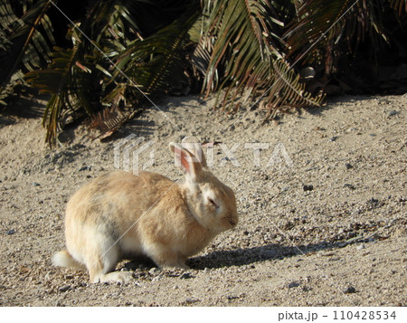 うさぎの様子 大久野島 1月 うさぎの様子 大久野島 1月 110428534