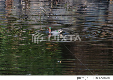 水面で採餌するカモ科コガモ♂ 水面で採餌するカモ科コガモ♂ 110428686