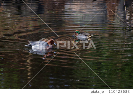 水面で採餌するヒドリガモ♂とコガマ♂ 110428688