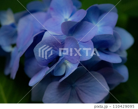 雨に濡れた色鮮やかな紫陽花 110429095