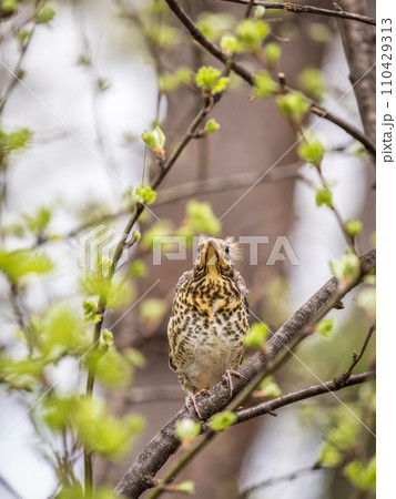 A fieldfare chick, Turdus pilaris, has left the nest and is sitting on a branch. A chick of fieldfare sitting and waiting for a parent on a branch. A fieldfare chick, Turdus pilaris, has left the nest and is sitting on a branch. A chick of fieldfare sitting and waiting for a parent on a branch. 110429313