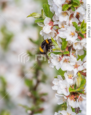 Bumblebee insect on white blooming cherry blossom. Bumblebee insect. The family of bees. Blossoming of whiskey. White flower. The Cherry Orchard. Pollination of trees. Bumblebee insect on white blooming cherry blossom. Bumblebee insect. The family of bees. Blossoming of whiskey. White flower. The Cherry Orchard. Pollination of trees. 110429317