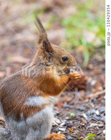 Squirrel eats a nut while sitting in green grass. Eurasian red squirrel, Sciurus vulgaris 110429354