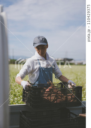 vegetable field vegetable field 110429375