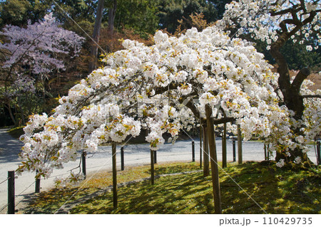 大原野神社の桜 大原野神社の桜 110429735