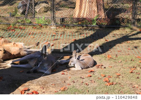 アカカンガルー 110429848