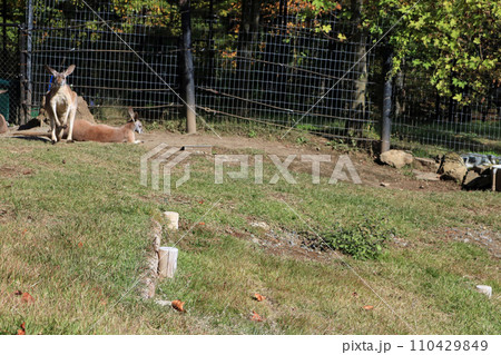 アカカンガルー 110429849