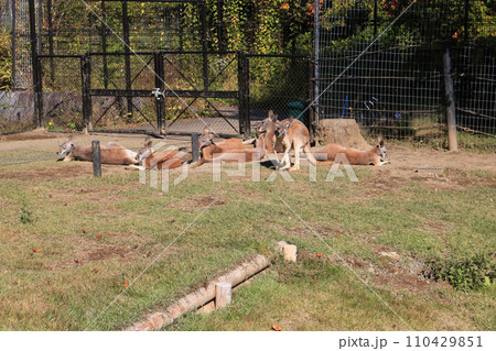 アカカンガルー 110429851