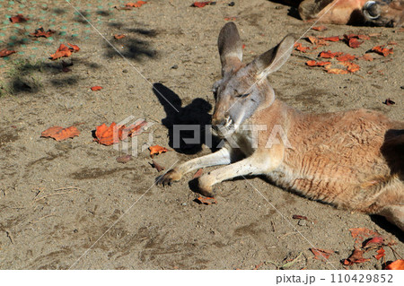 アカカンガルー アカカンガルー 110429852