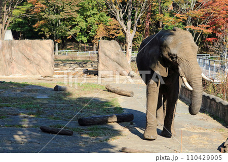 アフリカゾウ 110429905