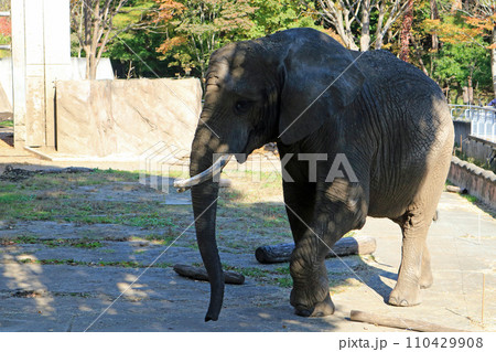 アフリカゾウ 110429908