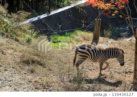 シマウマ シマウマ 110430127