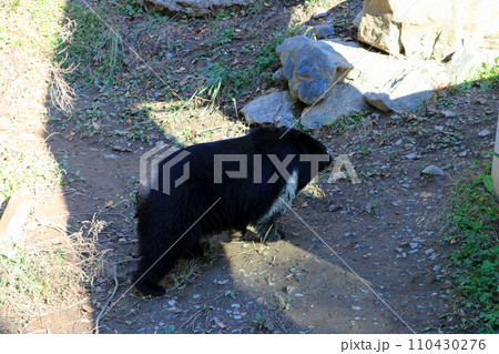 ニホンツキノワグマ ニホンツキノワグマ 110430276