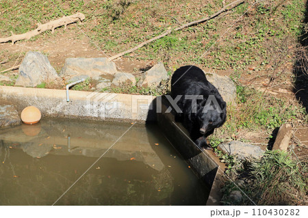 ニホンツキノワグマ 110430282