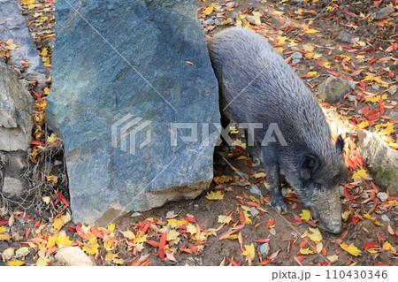 ニホンイノシシ 110430346