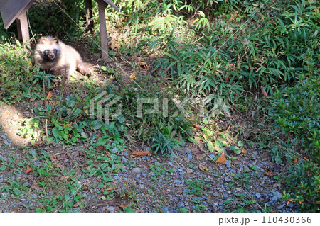 ホンドタヌキ 110430366