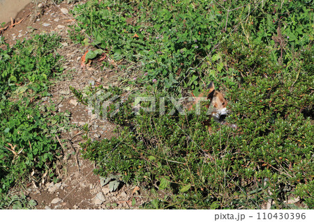 草むらに潜むホンドギツネ 110430396