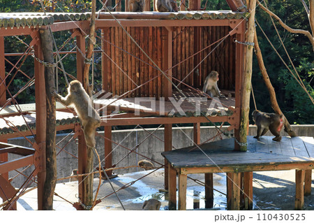 ニホンザル 110430525