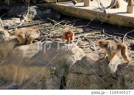 ニホンザル 110430527