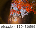 紅葉のある風景 紅葉のある風景 110430699