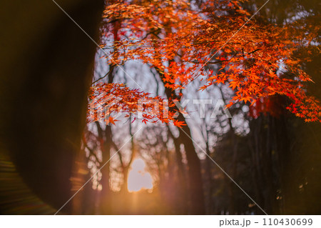 紅葉のある風景 紅葉のある風景 110430699