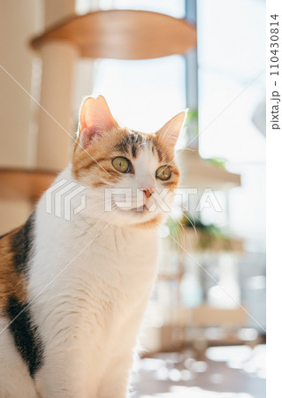 ペットの猫が室内でくつろぐ ペットの猫が室内でくつろぐ 110430814