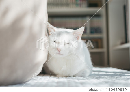 ペットの猫が室内でくつろぐ ペットの猫が室内でくつろぐ 110430819