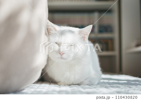 ペットの猫が室内でくつろぐ ペットの猫が室内でくつろぐ 110430820