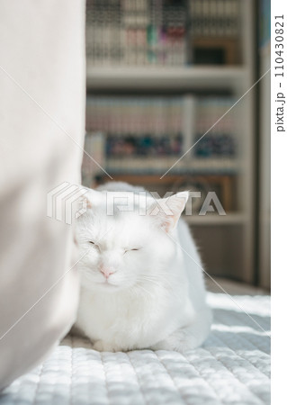 ペットの猫が室内でくつろぐ ペットの猫が室内でくつろぐ 110430821
