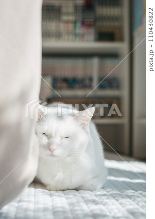ペットの猫が室内でくつろぐ ペットの猫が室内でくつろぐ 110430822