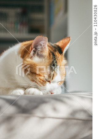 ペットの猫が室内でくつろぐ ペットの猫が室内でくつろぐ 110430826