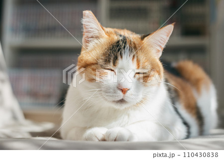 ペットの猫が室内でくつろぐ 110430838