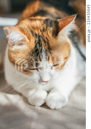 ペットの猫が室内でくつろぐ 110430845