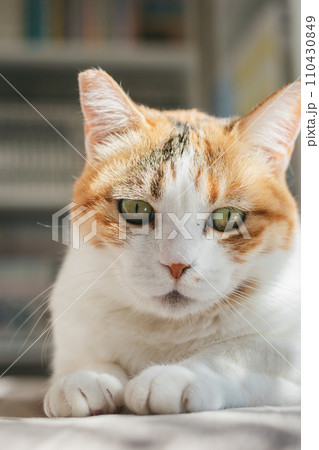 ペットの猫が室内でくつろぐ 110430849