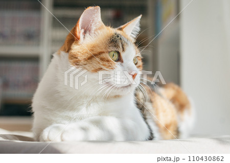 ペットの猫が室内でくつろぐ ペットの猫が室内でくつろぐ 110430862