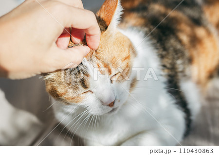 ペットの猫が室内でくつろぐ ペットの猫が室内でくつろぐ 110430863