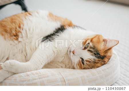 ペットの猫が室内でくつろぐ ペットの猫が室内でくつろぐ 110430867