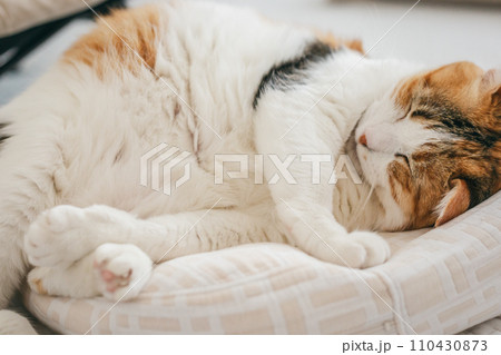 ペットの猫が室内でくつろぐ ペットの猫が室内でくつろぐ 110430873