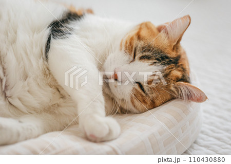 ペットの猫が室内でくつろぐ 110430880