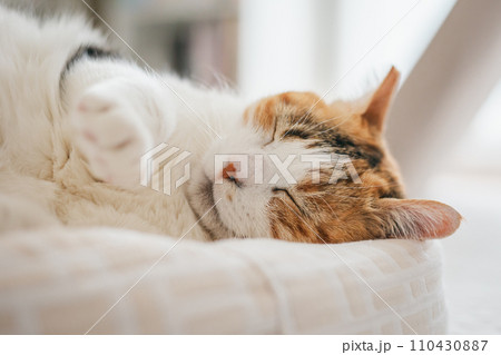 ペットの猫が室内でくつろぐ 110430887